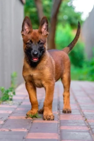 Bruno - German Shepherd