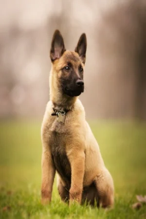Richi - German Shepherd